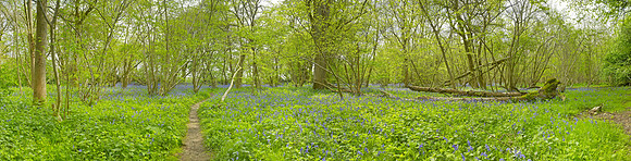 P3F33  NWT Wayland Wood, Norfolk, UK