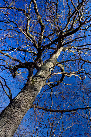 L1MT15 Winter Oak
