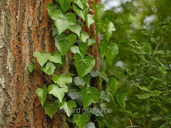 V8D15  Ivy Growing on an Oak Tree