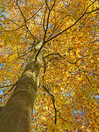 V8BL5  Beech, Thetford Forest, Norfolk, UK