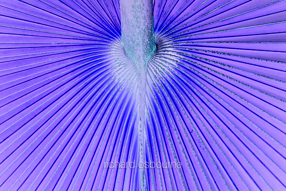 V5A27  Tropical Plant Abstract