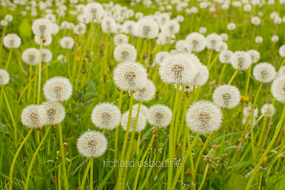 V5D4  Dandelion Clocks