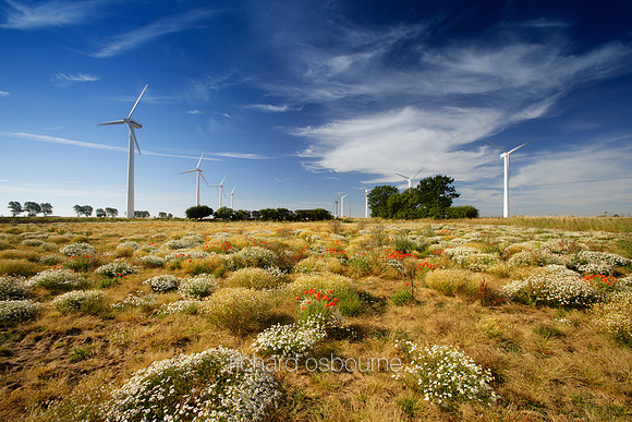 V1N1 Wildflowers And Wind Turbines, East Somerton
