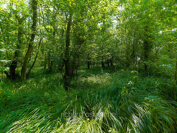 V6N15  Booton Common, Norfolk, UK