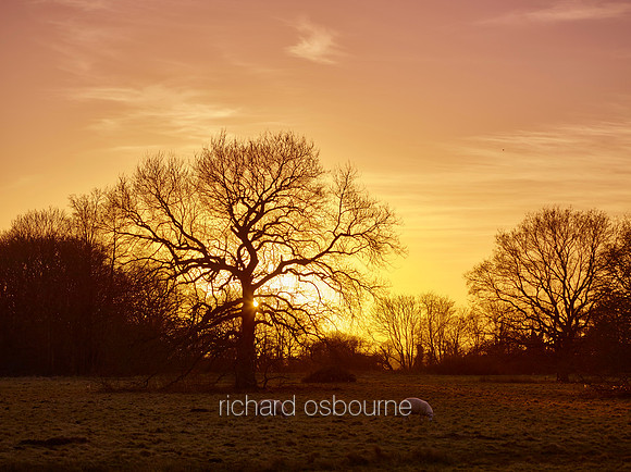 V9N12  Sunset, Fritton, Norfolk, UK