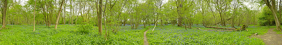 P3F34  NWT Wayland Wood, Norfolk, UK