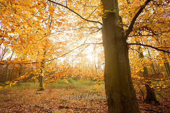 V3F8 Autumn