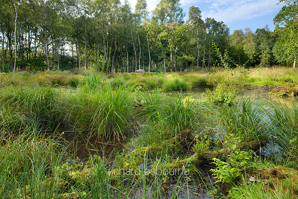 V4N35  NWT Thompson Common, Norfolk