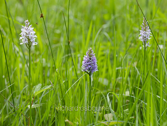 Common Spotted Orchids, NWT Foxley Wood, Norfolk, UK