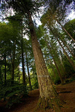 V2MT22 Douglas Fir II