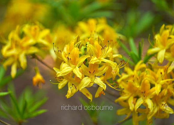 V19FL3  Yellow Azalea
