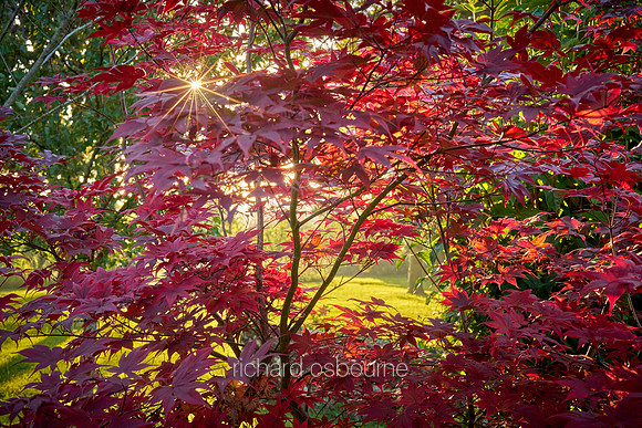 V19BL4  Japanese Maple, Acer Palmatum
