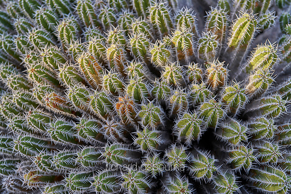 V19D7  Euphorbia Echinus Cactus, Lanzarote, Canary Islands