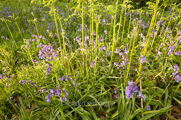 V3W10 Bluebells II