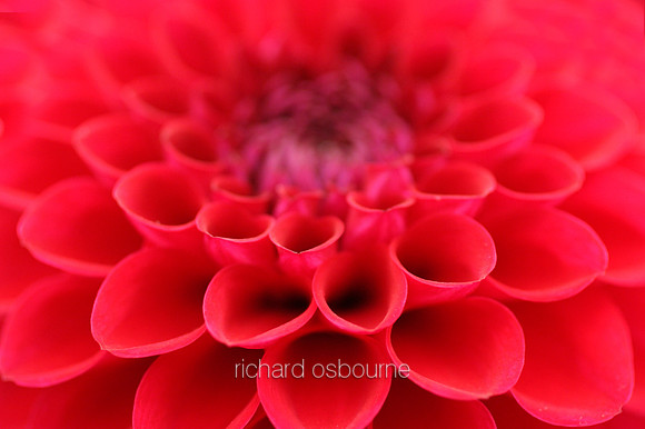 V1F7  Dahlia
