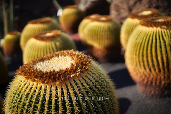 V19D6  Echinocactus Grusonii, Lanzarote