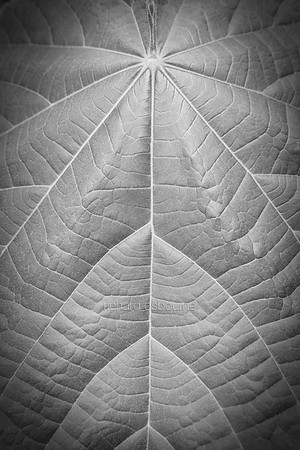 V20DM1  Leaf