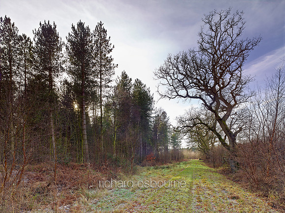 V8N17  NWT Bretts Wood, Norfolk, UK