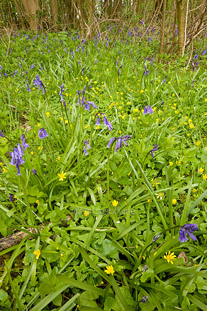 V4W11 Bluebells & Celandines, Lower Wood Ashwellthorpe