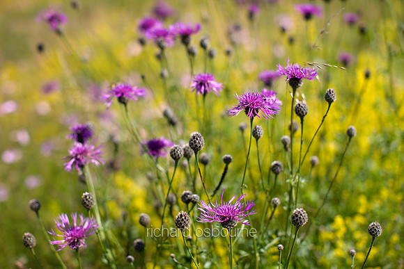 V3W11 Greater Knapweed II