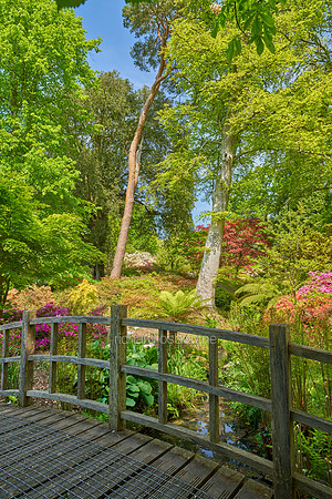 V19G2  Exbury Gardens, New Forest, Hampshire, UK
