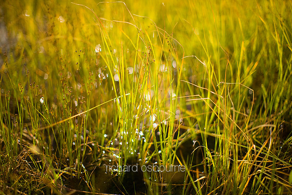 V4RS9  Bog Grass, Rannoch Moor, Scotland