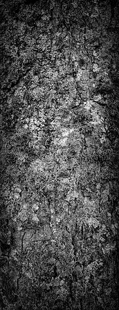 V15DM3  Sycamore Tree Bark