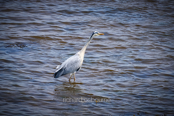 V20AN1  Grey Heron Fishing, Strangford Lough, County Down, Northern Ireland