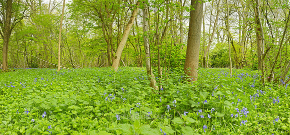 P3F36  NWT Wayland Wood, Norfolk, UK