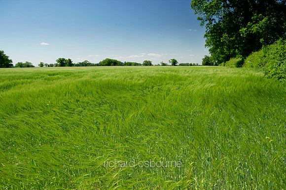L1N6 Summer Barley