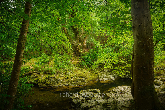 V20F1  Shimna River, Tollymore Forest Park, County Down, Northern Ireland