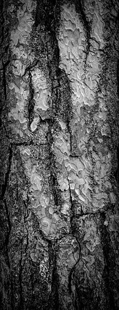 V15DM11  Scots Pine Tree Bark