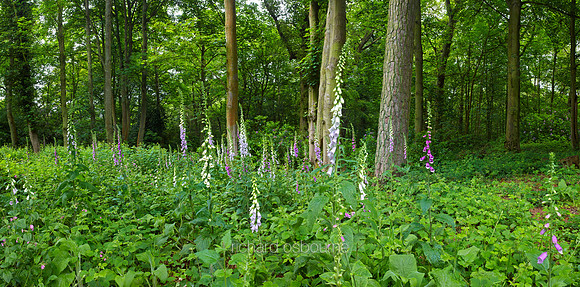 P3F40  Foxgloves, Norfolk, UK