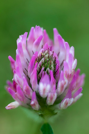 V3W17 Pink Clover