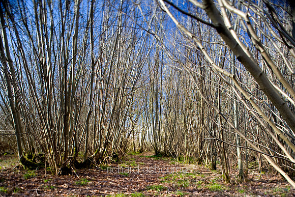 V2MT13 Wildwood I, Foxley Wood