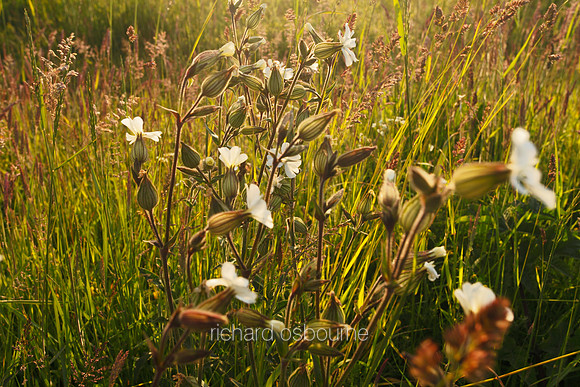 V5W22  NWT Cley Marshes, Norfolk, UK
