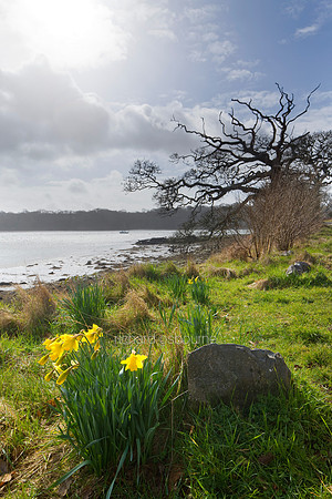 V5L11  Daffodils, Lawrenny, Daugleddau, Pembrokeshire National Park, Wales, UK