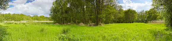 P3L37  NWT Alderfen Broad, Norfolk, UK