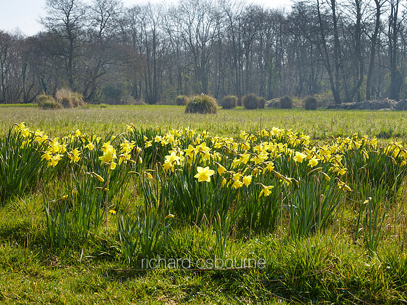 Spring, NWT Upton Broad and Marshes, Norfolk Broads, UK