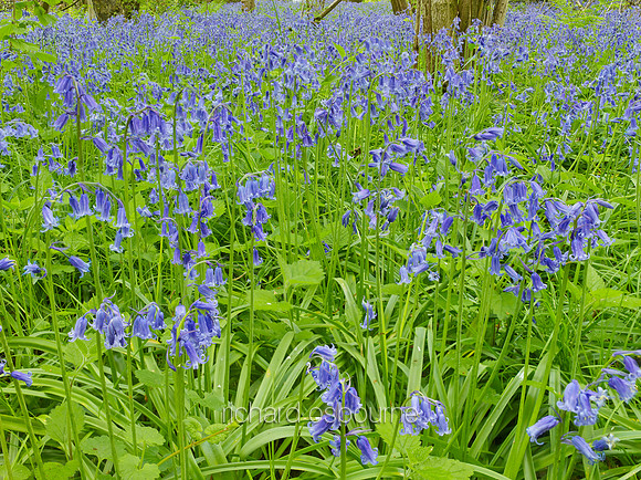 NWT Wayland Wood, Norfolk, UK