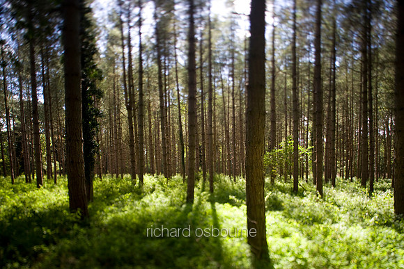 V2MT18 Young Scots Pines