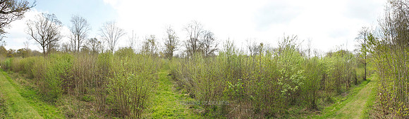 P2F41 Lower Wood Ashwellthorpe, Norfolk