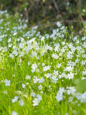 Greater Stitchwort, NWT Alderfen Broad, Norfolk, UK