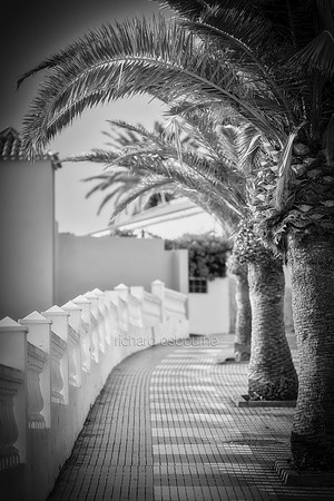 V18MF1  Canarian Palm Trees, Tenerife, Spain
