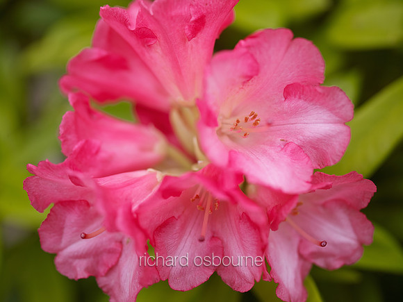 V6FL25  Rhododendrons