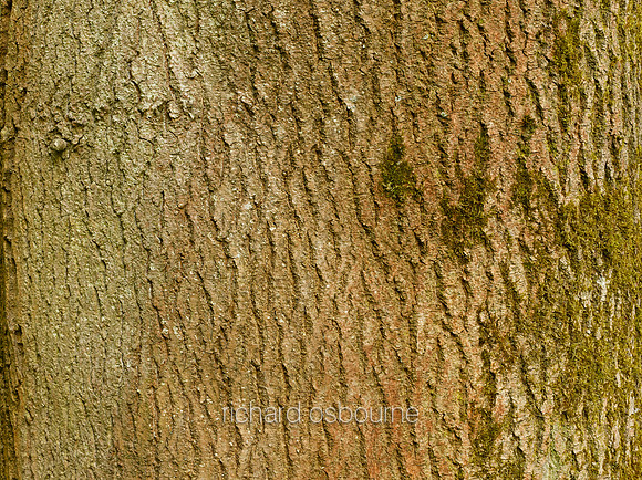 V8BG10  Ash Tree Bark