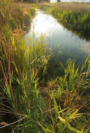 V5N31  NWT Cley Marshes, Norfolk, UK