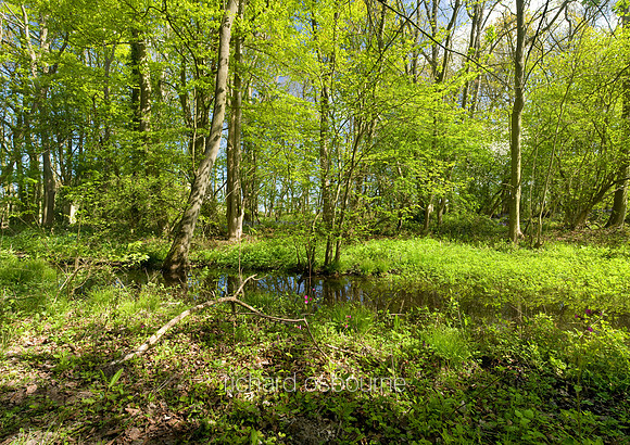 V4F9 Thursford Wood III, Norfolk