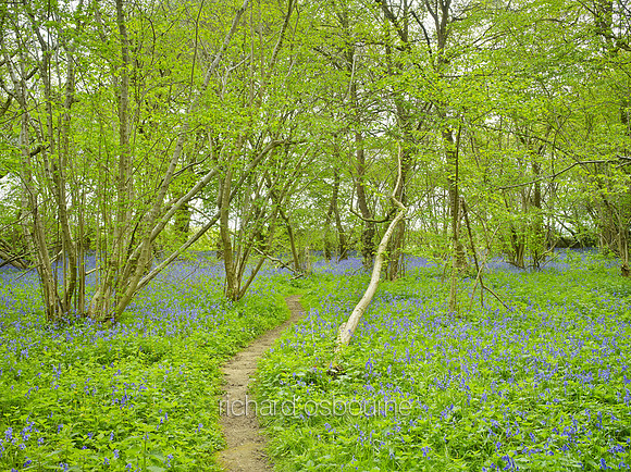 V8F4  NWT Wayland Wood, Norfolk, UK