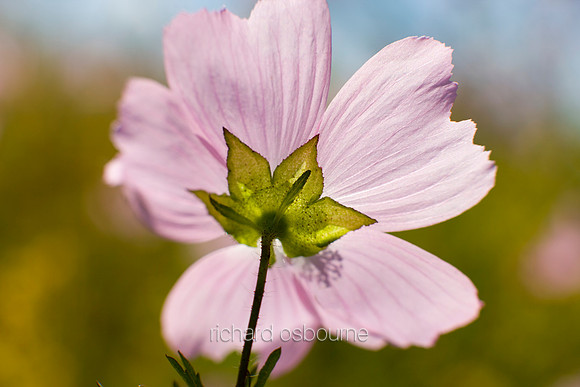 V3W1 Musk Mallow I
